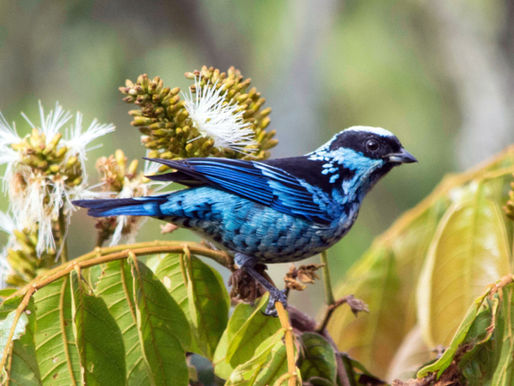 Reservas naturales de Corona protegen más de 600 especies de flora y fauna en todo el país