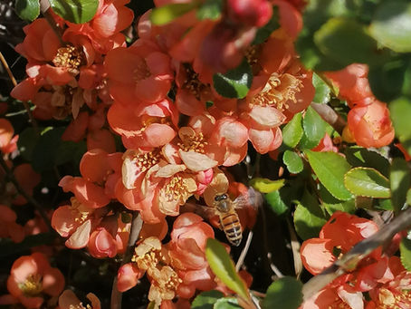 Sehr beliebt sind auch die Japanische Zierquitte und der Birnenbaum