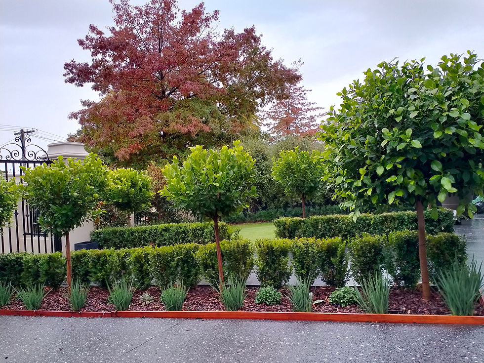 Balwyn North - Garden bed planting & edging