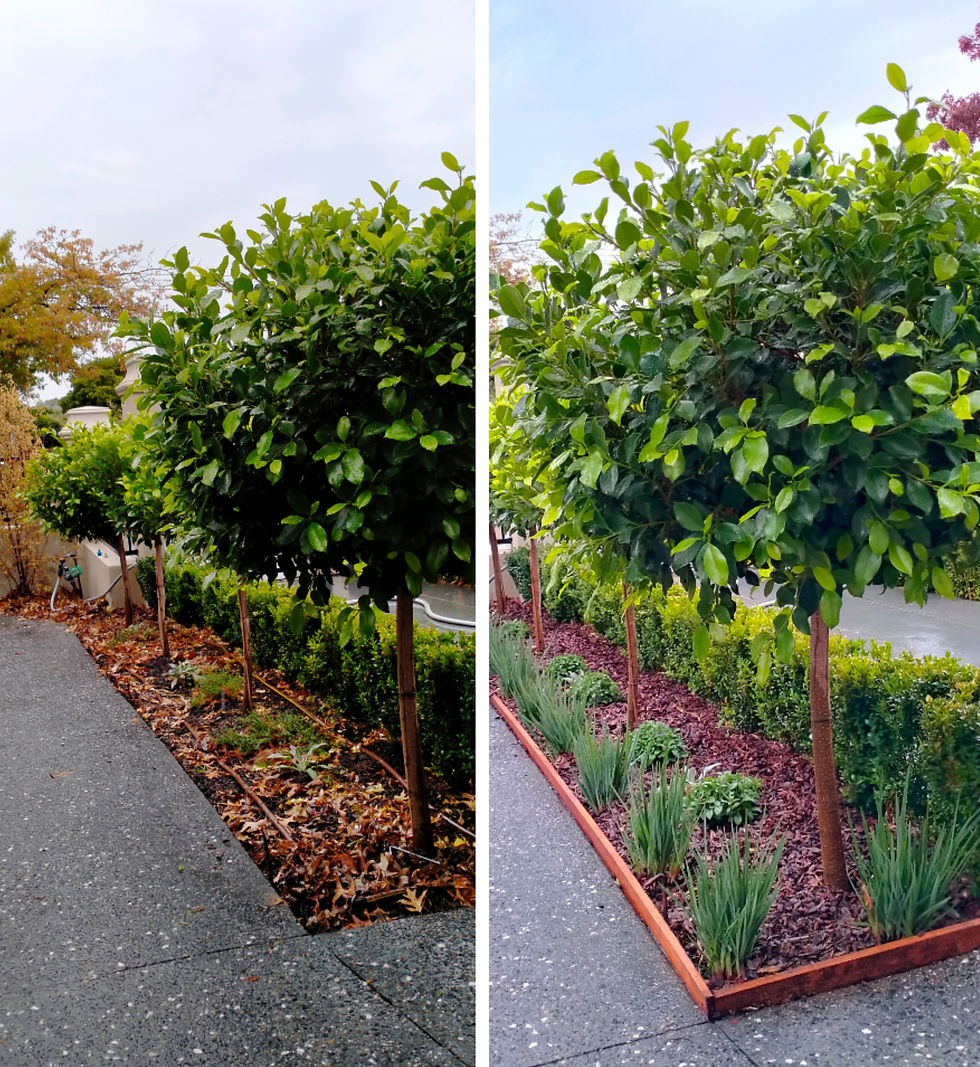 Balwyn North - Before & after