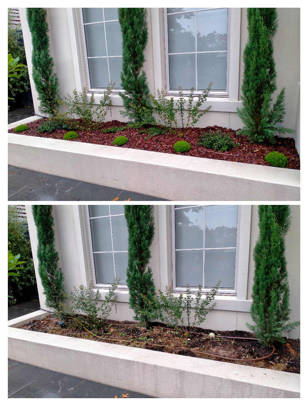 Balwyn North - Garden bed planting