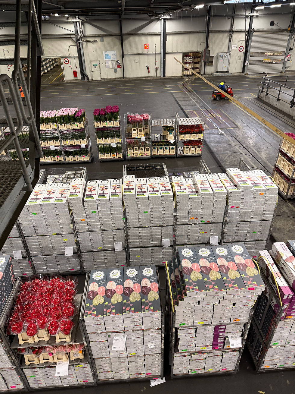 Thousands of flowers headed all over the world