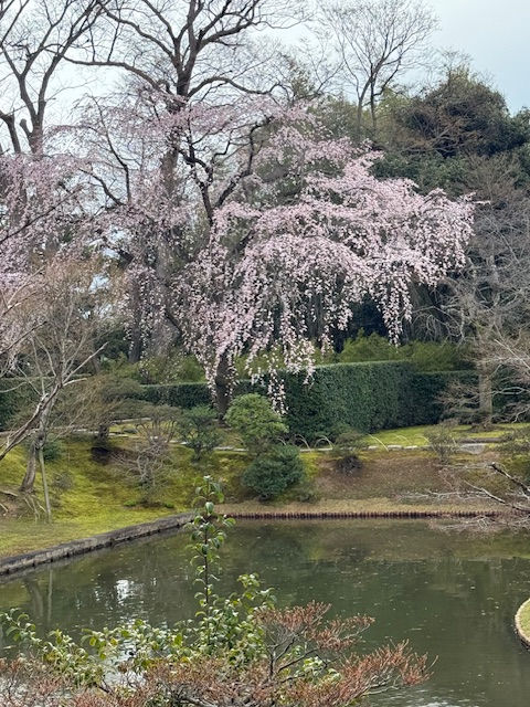 Sakura in Japan is a global phenomenon and beautiful