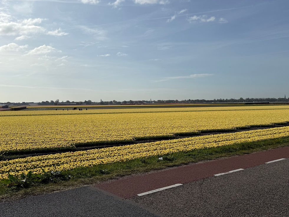 No need to say which field is more beautiful, they all are