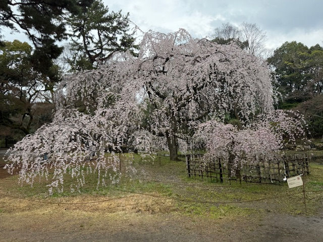Kyoto and Tokyo Highlights: The Perfect Start and End to Our Japan Trip
