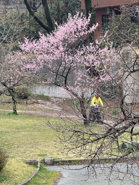 Whether hiking or just walking around, the cherry blossoms are so beautiful. You can see why they have become a worldwide phenomenon