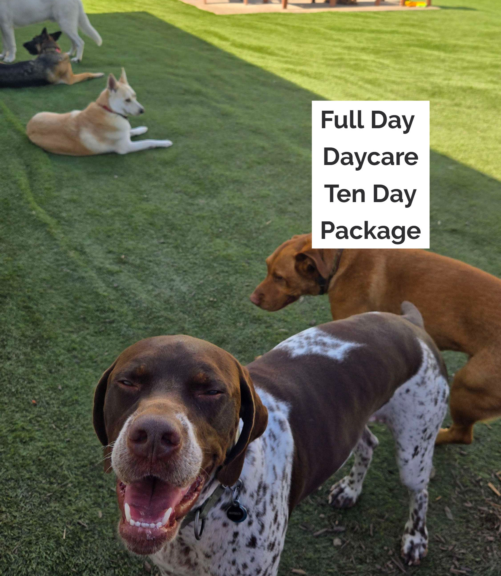 Full Day Daycare 10-Day Package