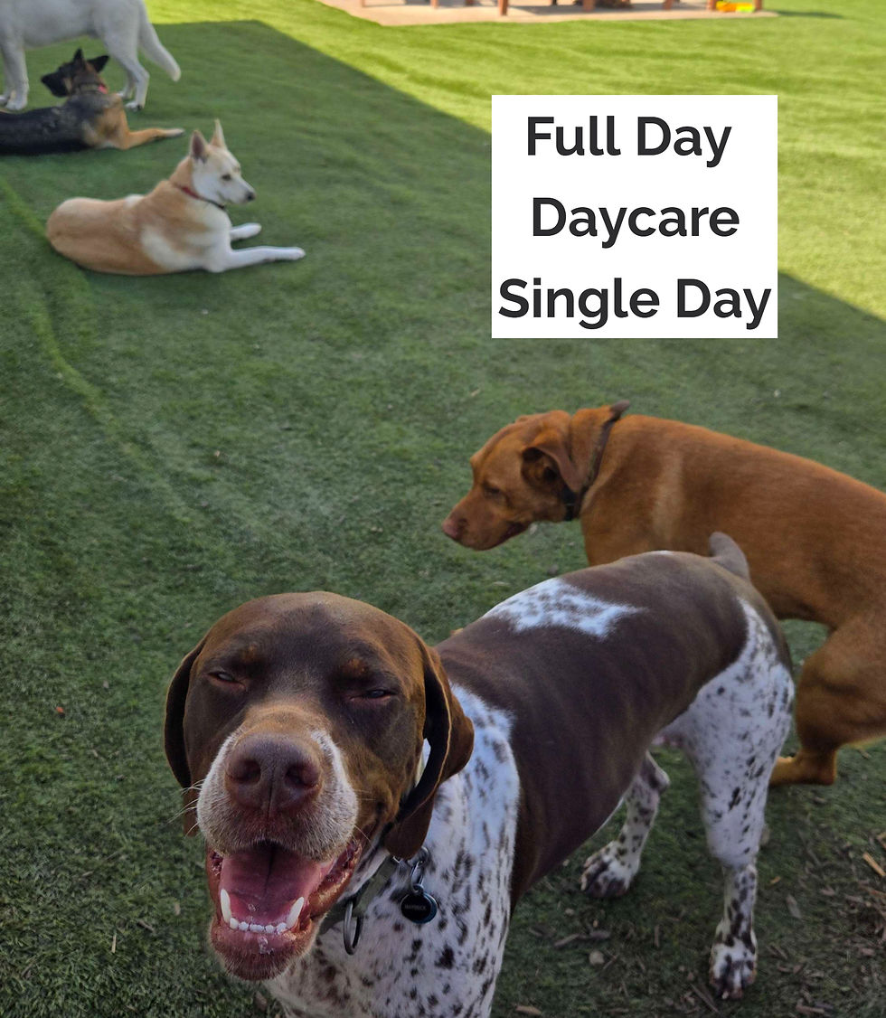 Full Day Daycare Single Day