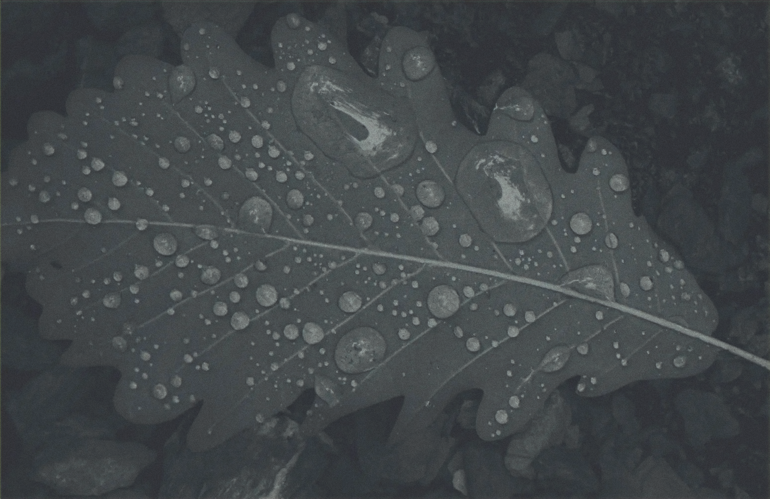 Deutsch-Ukrainisches Büro Logo