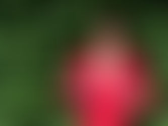 Rose Kaz, in a red cape-dress, looking up. She is standing in front of a green bush.
