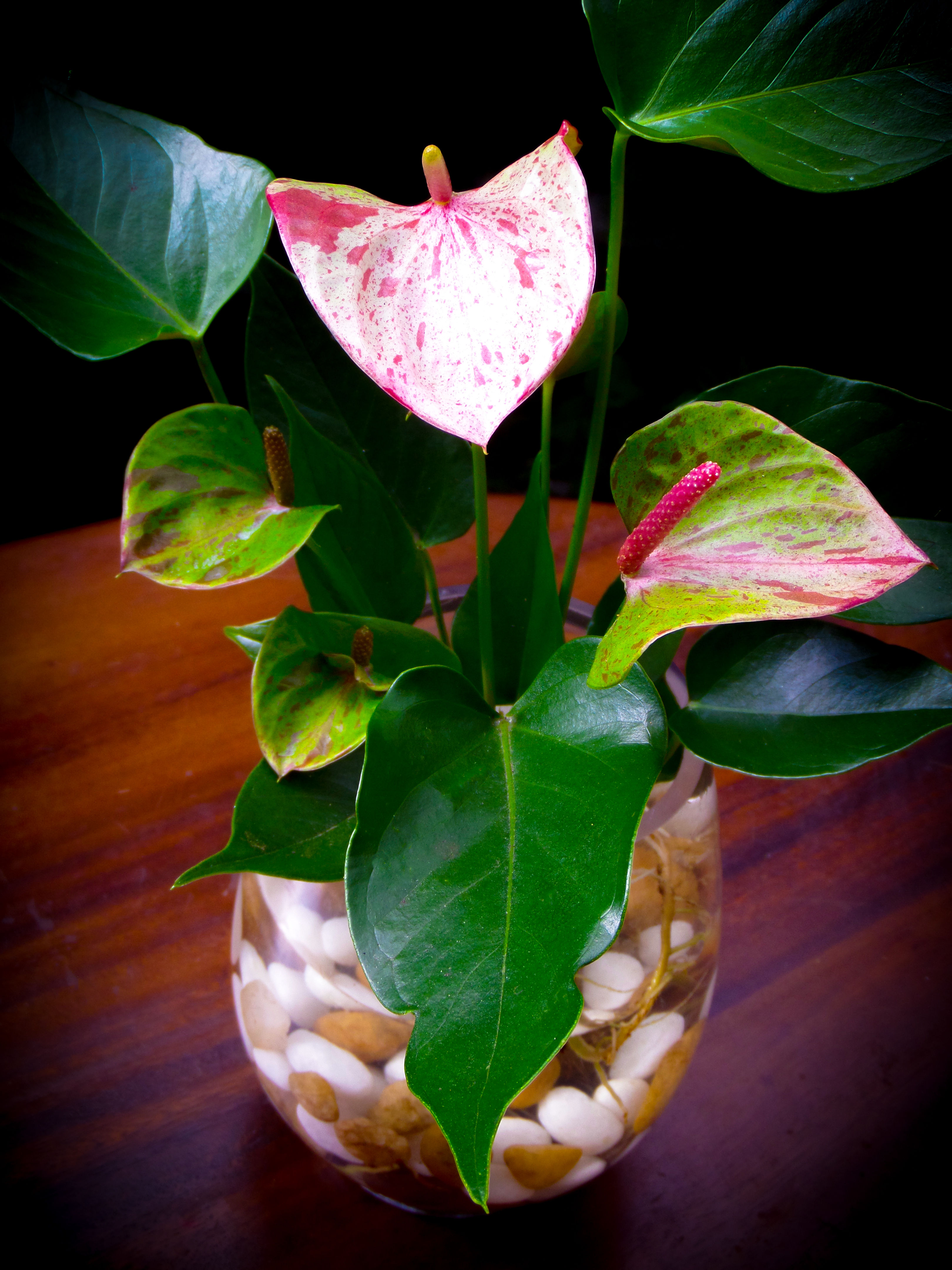 Shibori Hybrid Anthurium
