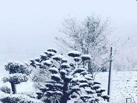 雪が降りましたね