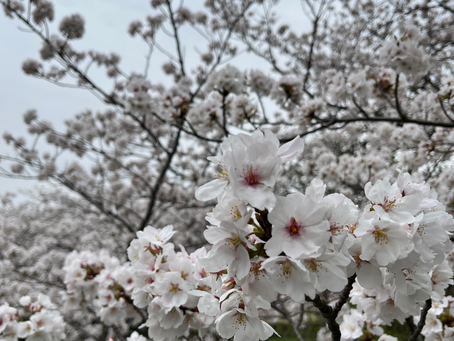 4月もよろしくお願い致します