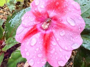 梅雨入りとアゲハ蝶