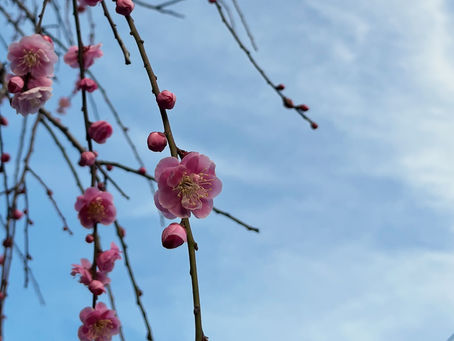 梅の花