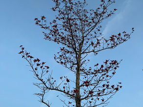 12月のご予約受付中です