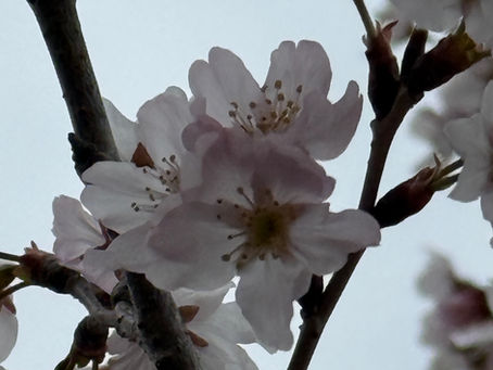 3月後半もよろしくお願い致します