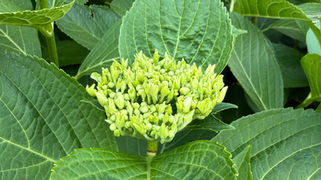 6月のご予約受付中です