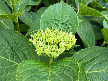 6月のご予約受付中です