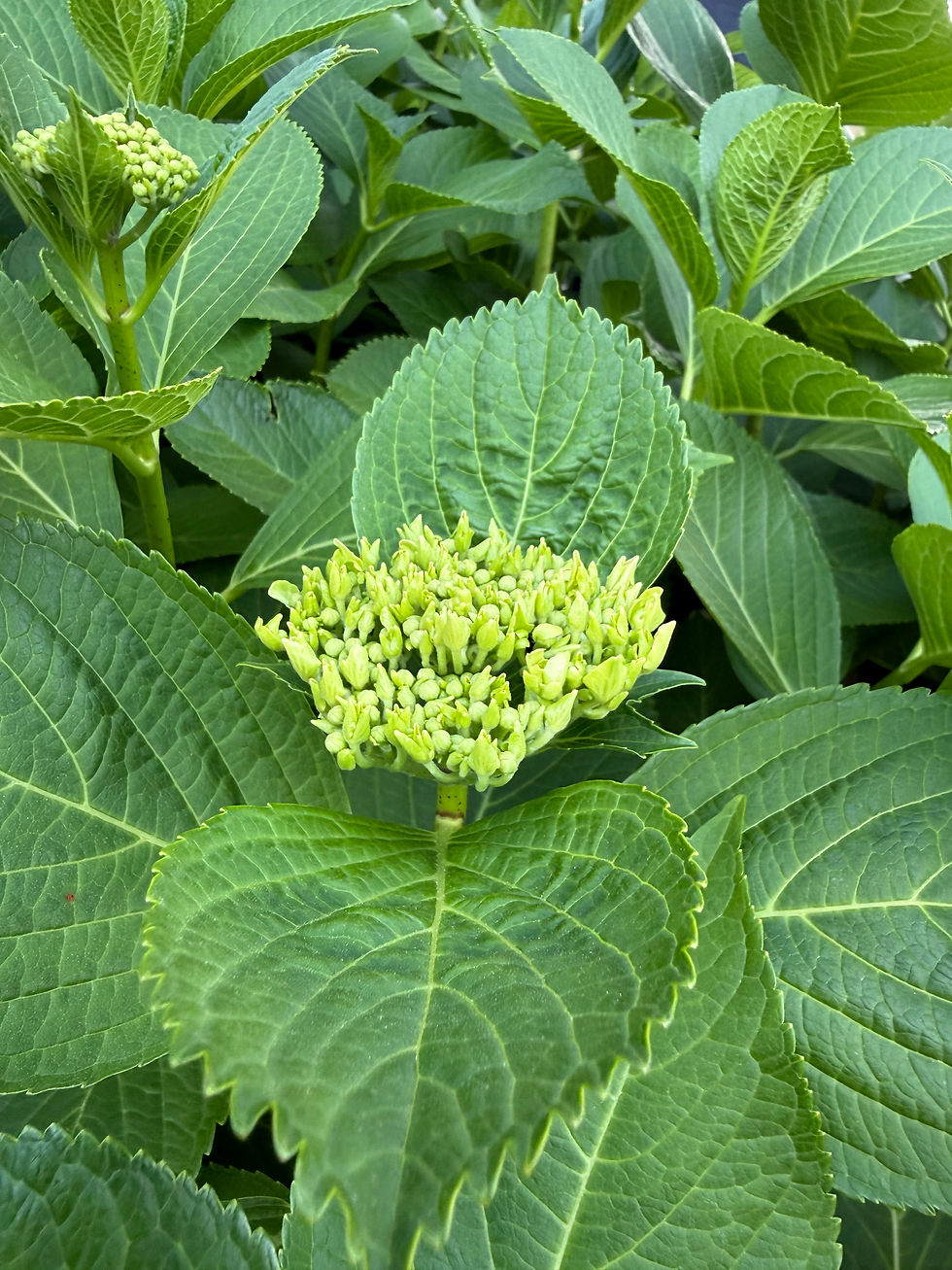 6月のご予約受付中です