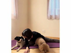 元保護犬との生活