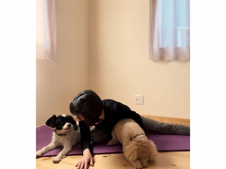 元保護犬との生活