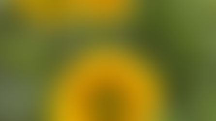 ひまわり畑と猛暑に対するお願い🌻