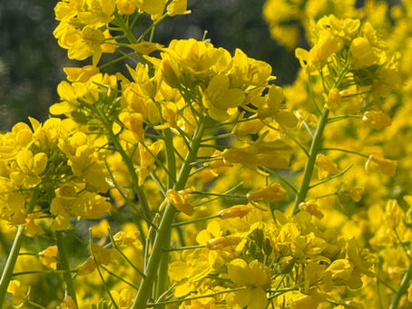 4月もよろしくお願い致します