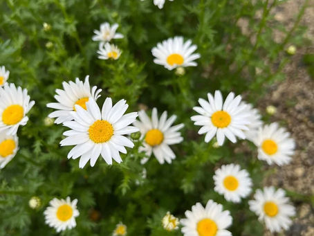 春の花