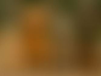 Four dogs of different life stages—a puppy, an adult dog, a senior dog, and a rescued dog—sitting side by side outdoors.