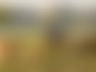 Cheerful dogs of various breeds playing together in a sunny American dog park.