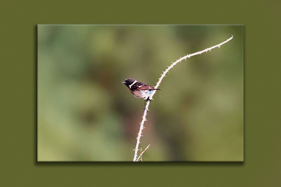 Miniatura: Tarabilla Europea I