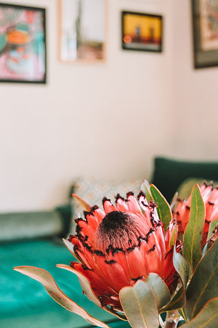protea cushions