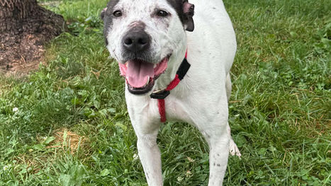 Meet Coco: This Week’s Adoptable Pet