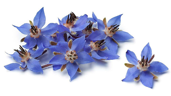 Borage Oil - Organic