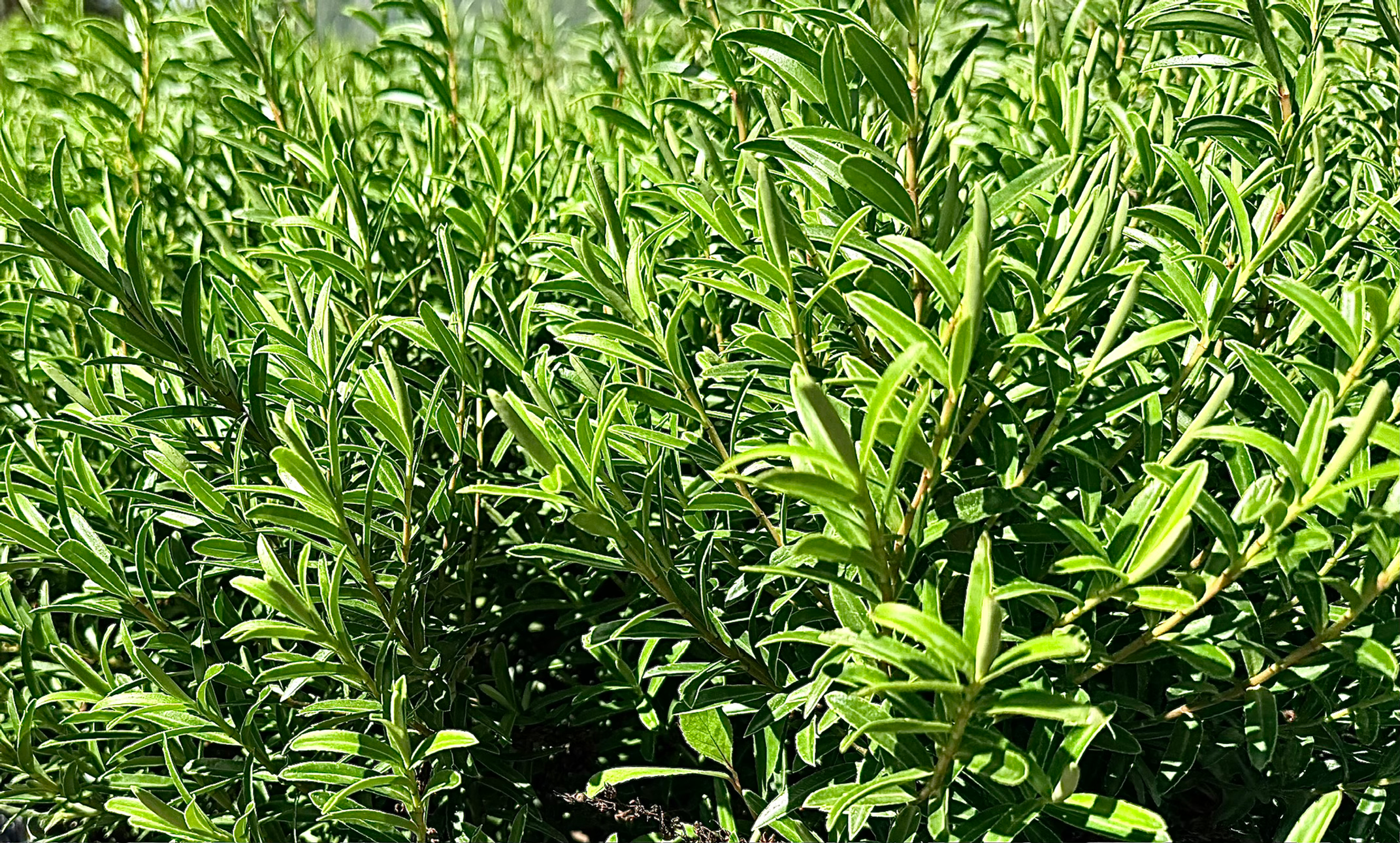 Hebe Parviflora