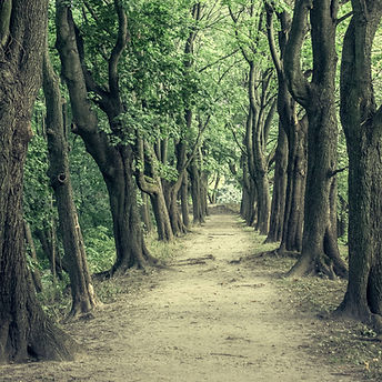 a dirt road surrounded by lots of trees_edited.jpg