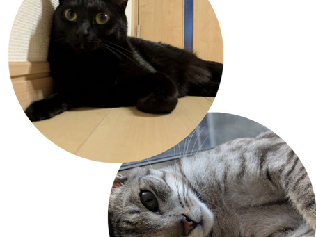 ◇人も動物も快適に暮らせる住まいづくり