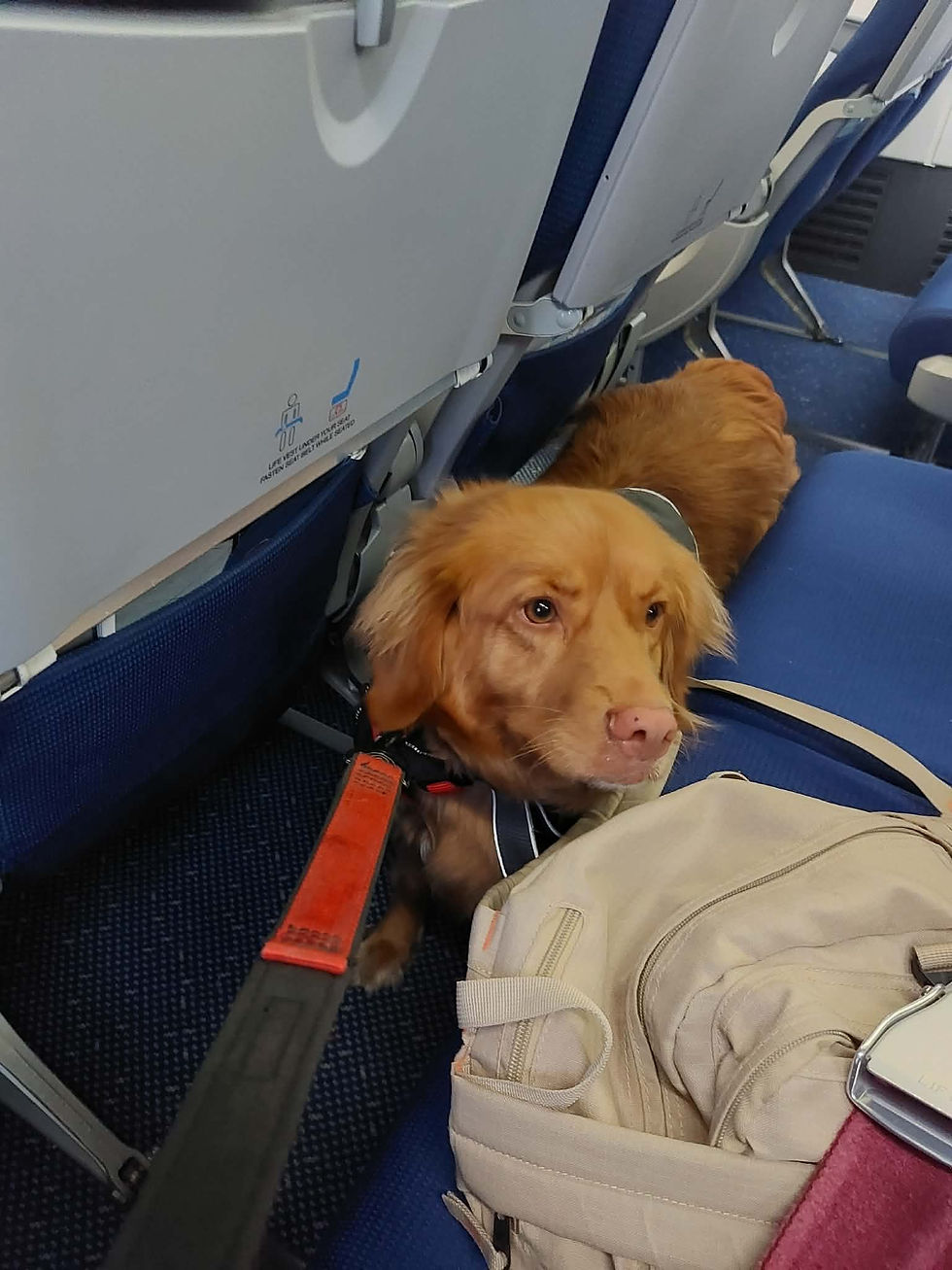 Een vliegreis met een hulphond, een reiservaring