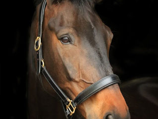 Horse owner? When did you last treat yourself?