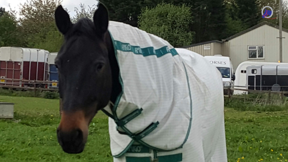 Horse wearing a fly sheet standing in a paddock and looking towards the camera.