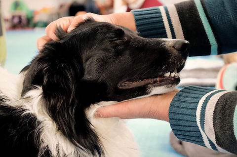 Hund bei TTouches Übung im Tellington TTouch Workshop