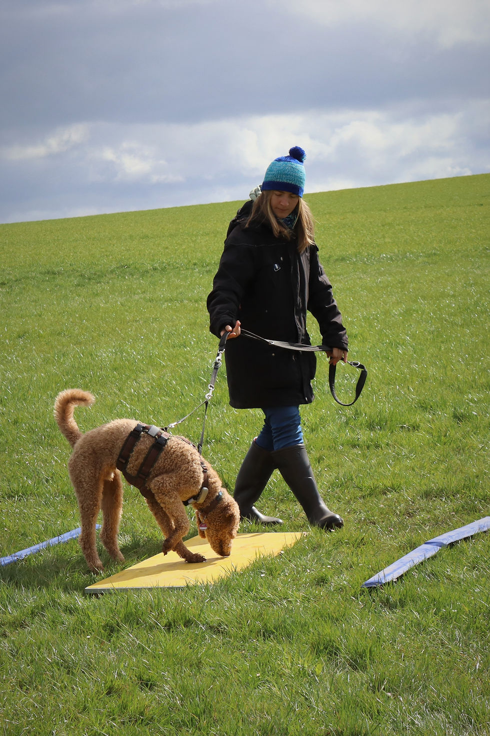 Kostenfreier Tellington TTouch® Workshop – Vertrauen zwischen Hund & Mensch