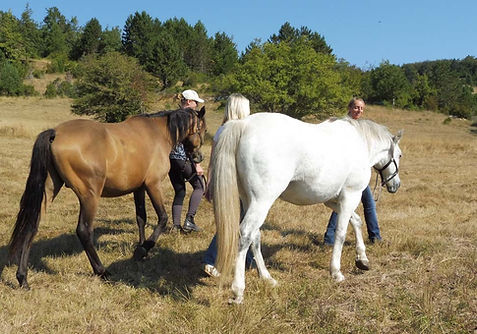 Bewusstes-Reiten_Heldenspruenge_Auszeit Business Teamtraining