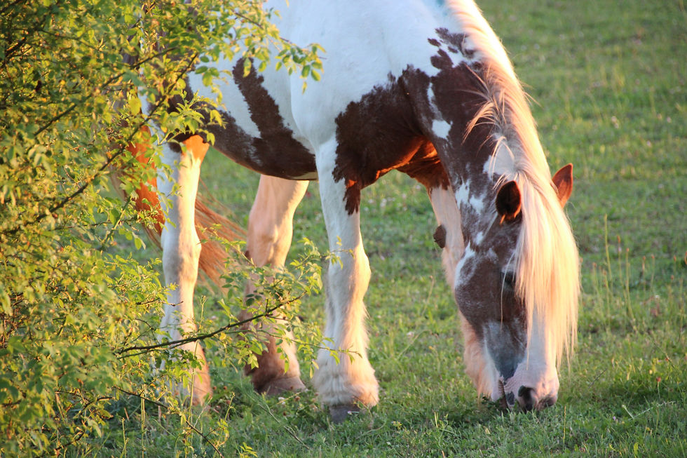 Heldensprünge Persönlichkeitsentwicklung mit Pferden Pferd am Grasen
