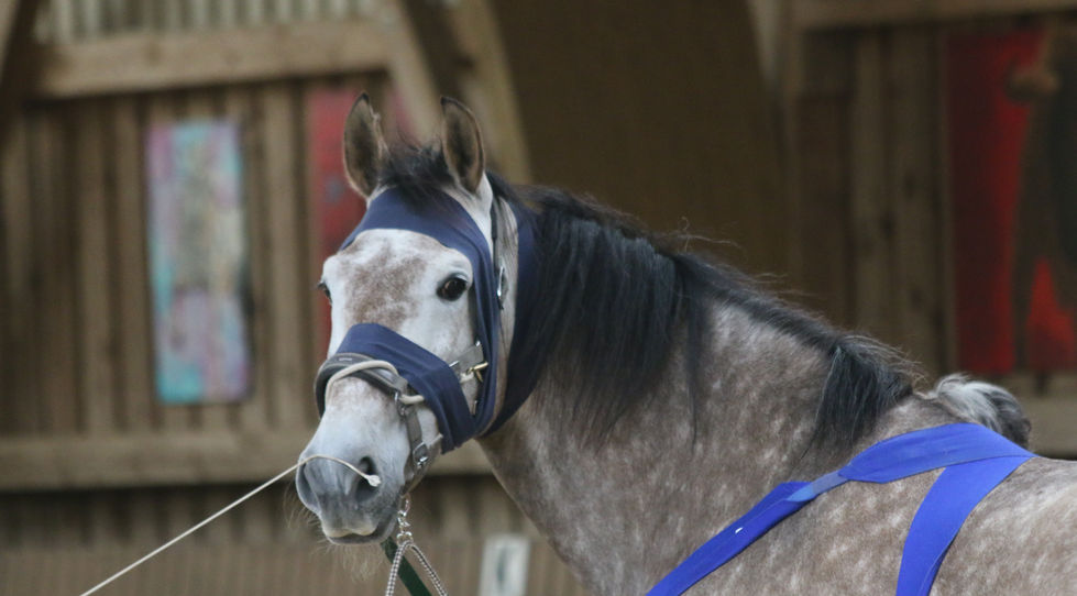 Arbeit mit Körperbändern im Tellington TTouch Pferde Workshop