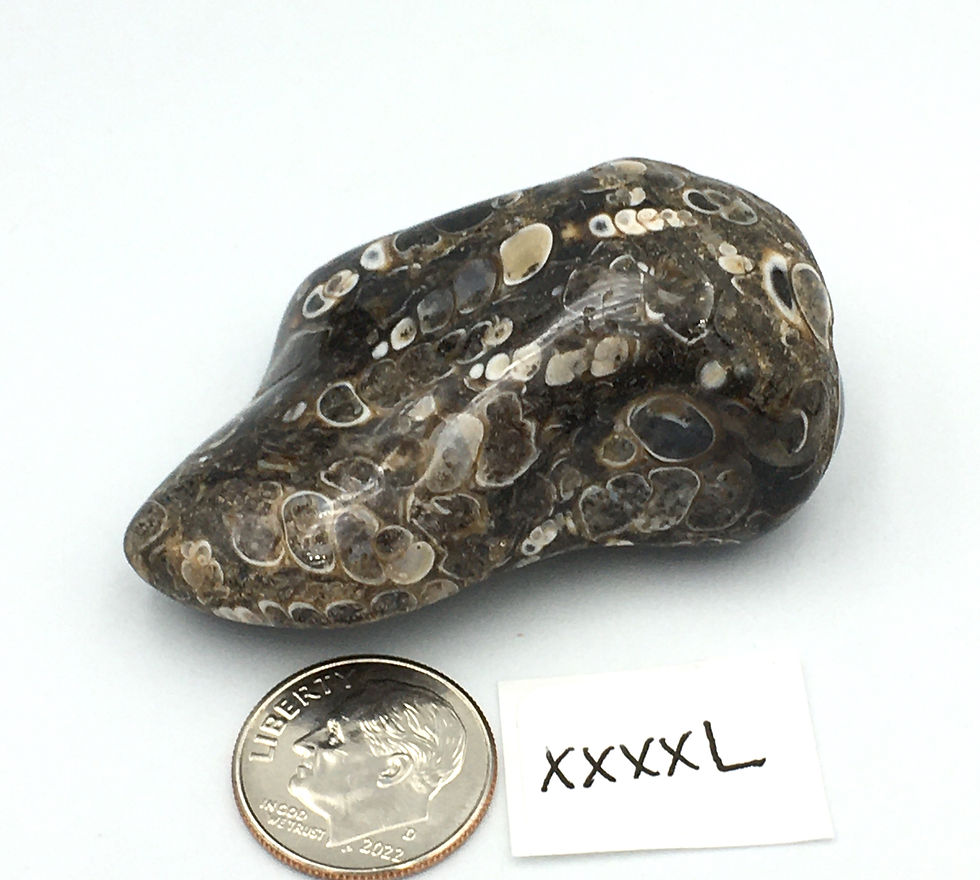 Thumbnail: Turritella Agate