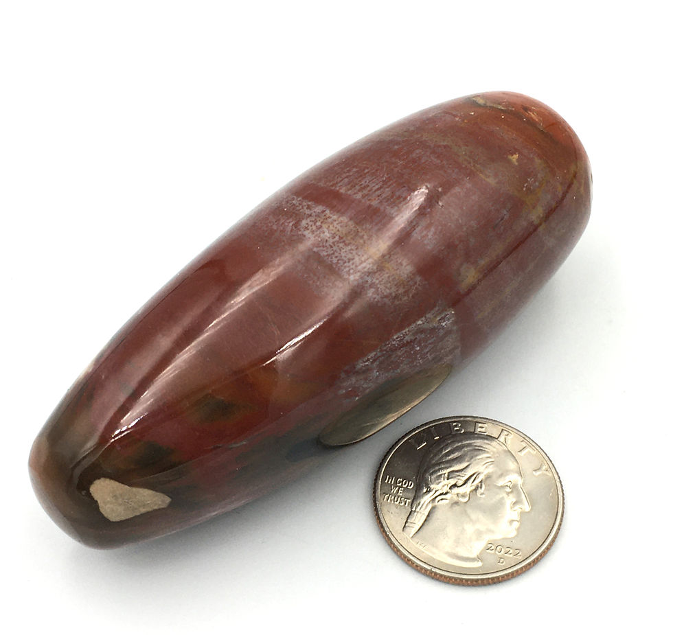 Thumbnail: Petrified Wood