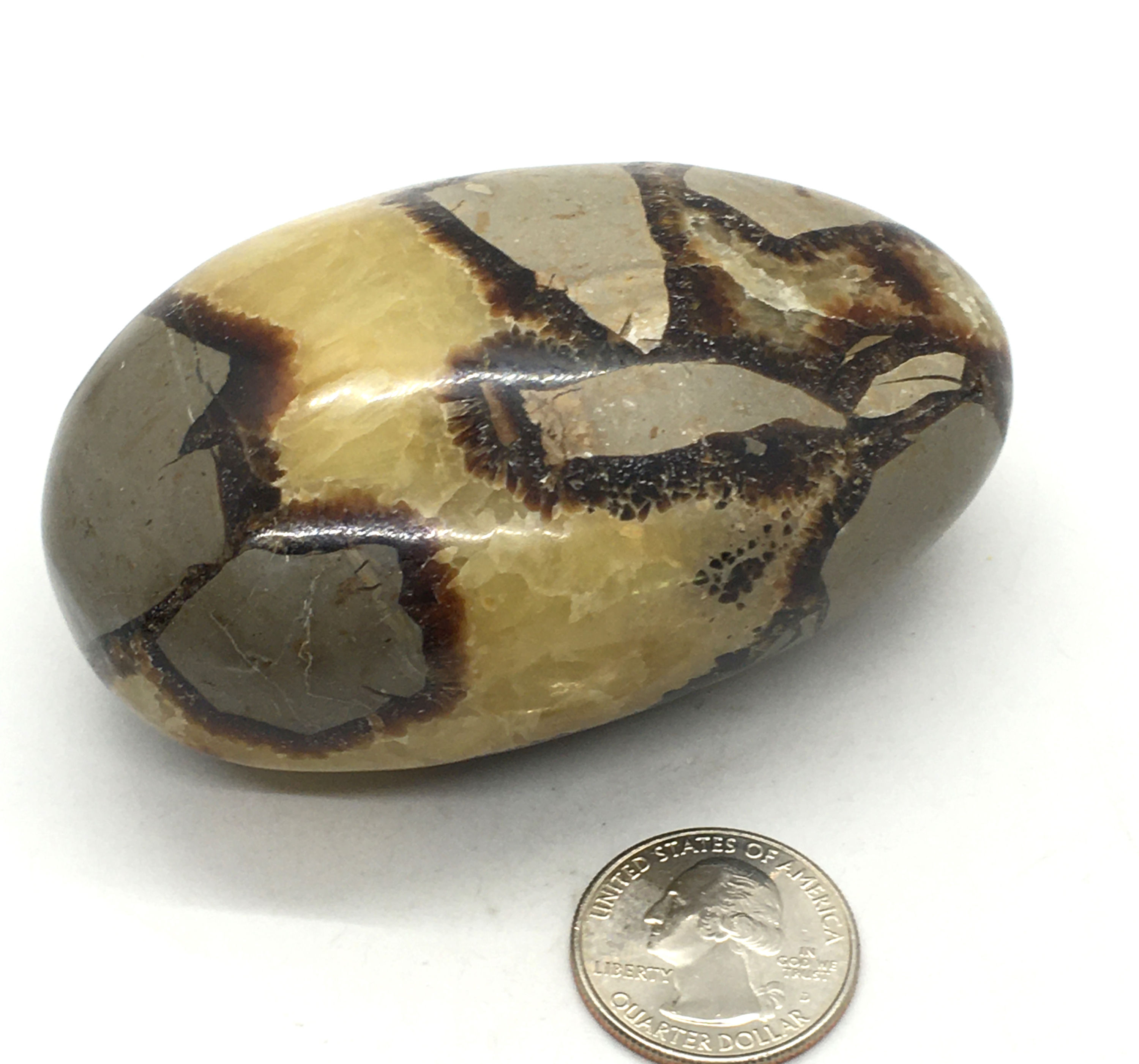 Septarian Palm Stone