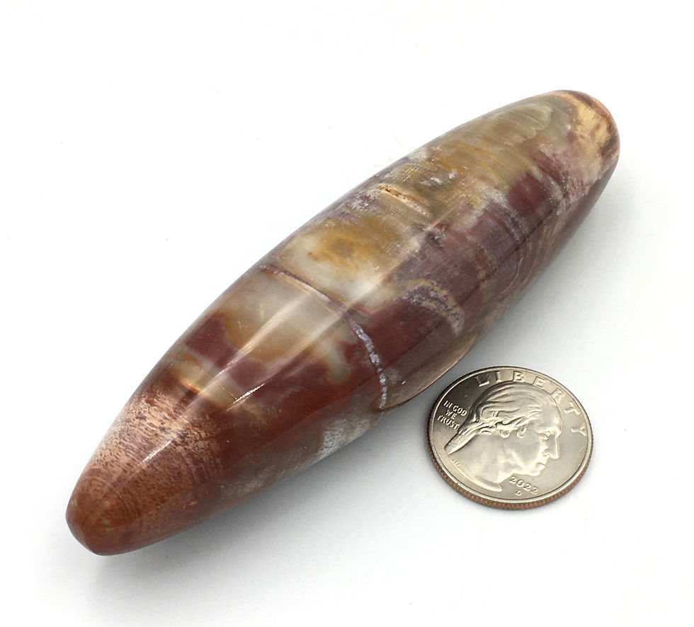 Thumbnail: Petrified Wood
